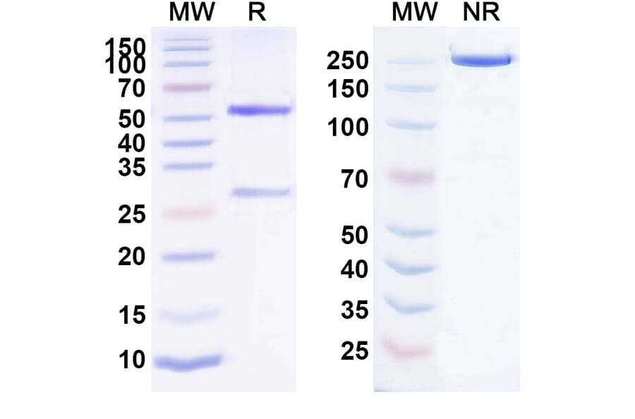 SDS-PAGE - Anti-FCRL5 Antibody [RG7598] Biosimilar - BSA and Azide free (A339703) - Antibodies.com