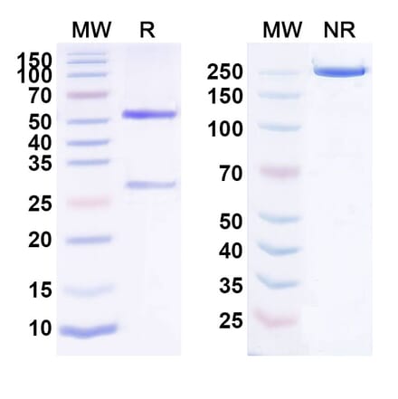 SDS-PAGE - Anti-FCRL5 Antibody [RG7598] Biosimilar - BSA and Azide free (A339703) - Antibodies.com