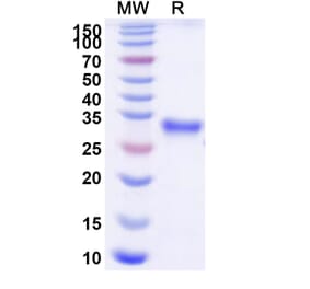SDS-PAGE - Efgartigimod Biosimilar - Anti-FcRn Antibody - BSA and Azide free (A339704) - Antibodies.com