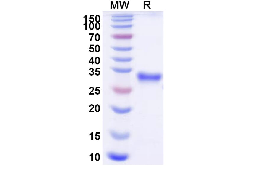SDS-PAGE - Efgartigimod Biosimilar - Anti-FcRn Antibody - BSA and Azide free (A339704) - Antibodies.com