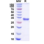 SDS-PAGE - Efgartigimod Biosimilar - Anti-FcRn Antibody - BSA and Azide free (A339704) - Antibodies.com