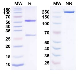 SDS-PAGE - Anti-FcRn Antibody [HBM9161] Biosimilar - BSA and Azide free (A339705) - Antibodies.com