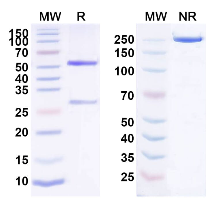 SDS-PAGE - Anti-FcRn Antibody [HBM9161] Biosimilar - BSA and Azide free (A339705) - Antibodies.com