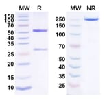 SDS-PAGE - Anti-FcRn Antibody [HBM9161] Biosimilar - BSA and Azide free (A339705) - Antibodies.com