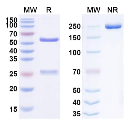 SDS-PAGE - Anti-FGF2 Antibody [HuGAL-F2] Biosimilar - BSA and Azide free (A339709) - Antibodies.com