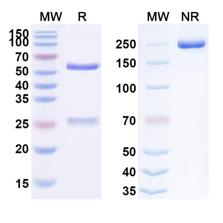 SDS-PAGE - Anti-FGF21 Antibody [ARX618] Biosimilar - BSA and Azide free (A339710) - Antibodies.com