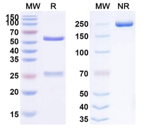 SDS-PAGE - Anti-FGF21 Antibody [CVX-343] Biosimilar - BSA and Azide free (A339711) - Antibodies.com
