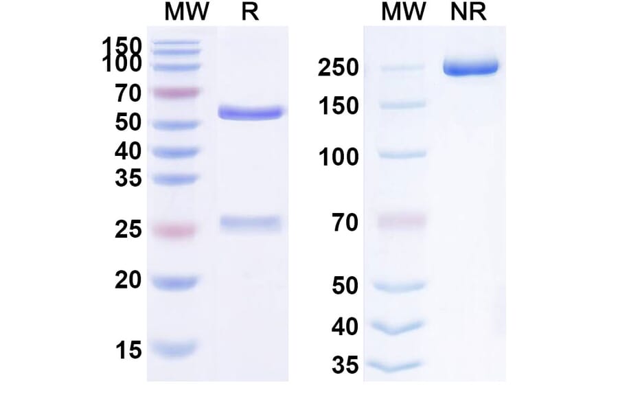 SDS-PAGE - Anti-FGF21 Antibody [CVX-343] Biosimilar - BSA and Azide free (A339711) - Antibodies.com