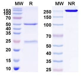 SDS-PAGE - Anti-FGFR1 Antibody [OM-RCA-1] Biosimilar - BSA and Azide free (A339712) - Antibodies.com