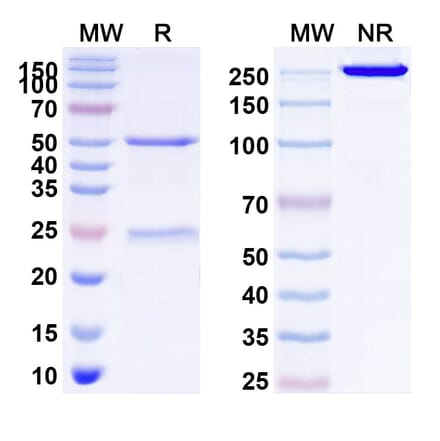 SDS-PAGE - Anti-FGFR1 Antibody [OM-RCA-1] Biosimilar - BSA and Azide free (A339712) - Antibodies.com