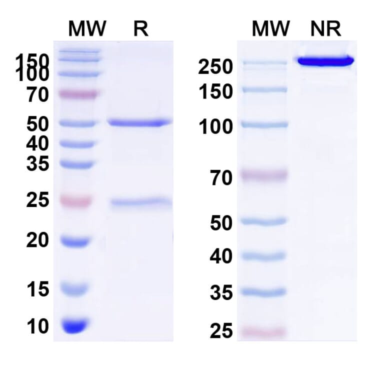 SDS-PAGE - Anti-FGFR1 Antibody [OM-RCA-1] Biosimilar - BSA and Azide free (A339712) - Antibodies.com