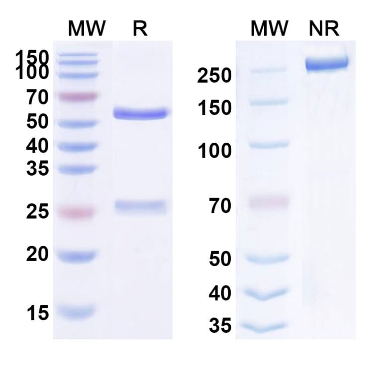 SDS-PAGE - Anti-FGFR2 Antibody [GP369] Biosimilar - BSA and Azide free (A339713) - Antibodies.com