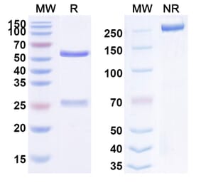 SDS-PAGE - Anti-FGFR2 Antibody [DS-1123] Biosimilar - BSA and Azide free (A339714) - Antibodies.com
