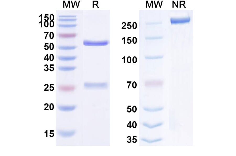 SDS-PAGE - Anti-FGFR2 Antibody [DS-1123] Biosimilar - BSA and Azide free (A339714) - Antibodies.com