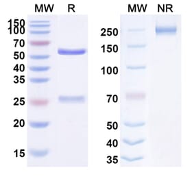 SDS-PAGE - Anti-FGFR3 Antibody [LY376226] Biosimilar - BSA and Azide free (A339716) - Antibodies.com