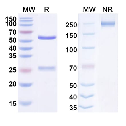 SDS-PAGE - Anti-FGFR3 Antibody [LY376226] Biosimilar - BSA and Azide free (A339716) - Antibodies.com