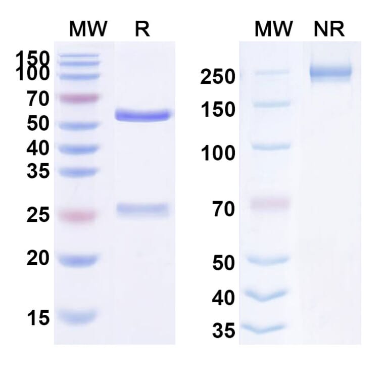 SDS-PAGE - Anti-Fibronectin Antibody [HuBC-1 ScFv] Biosimilar - BSA and Azide free (A339717) - Antibodies.com