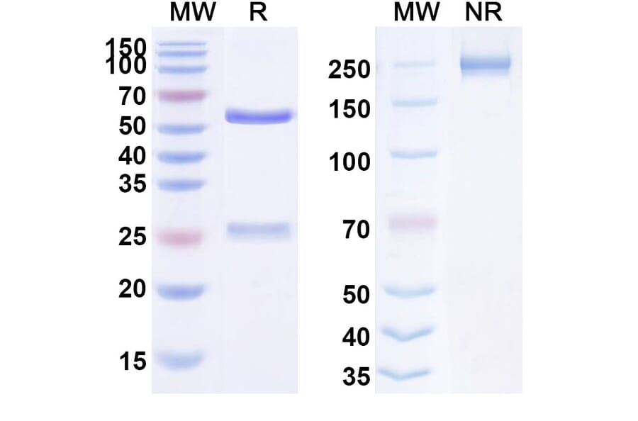 SDS-PAGE - Anti-Fibronectin Antibody [F8-IL12] Biosimilar - BSA and Azide free (A339718) - Antibodies.com
