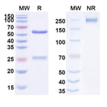 SDS-PAGE - Anti-Fibronectin Antibody [F8-IL12] Biosimilar - BSA and Azide free (A339718) - Antibodies.com