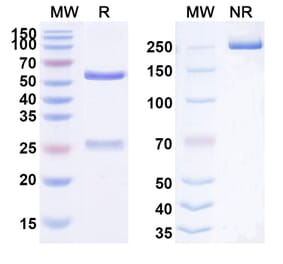 SDS-PAGE - Anti-Fibronectin Antibody [F8-IL-4] Biosimilar - BSA and Azide free (A339719) - Antibodies.com