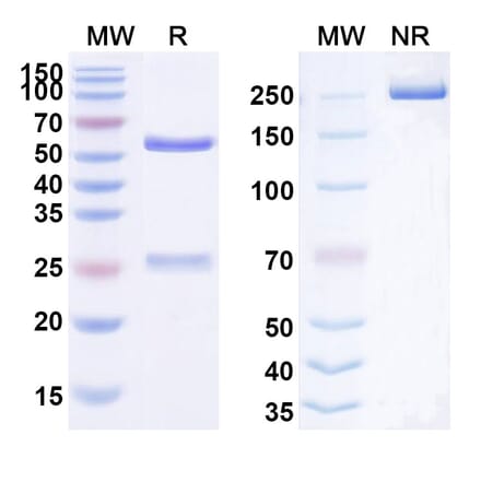 SDS-PAGE - Anti-Fibronectin Antibody [F8-IL-4] Biosimilar - BSA and Azide free (A339719) - Antibodies.com