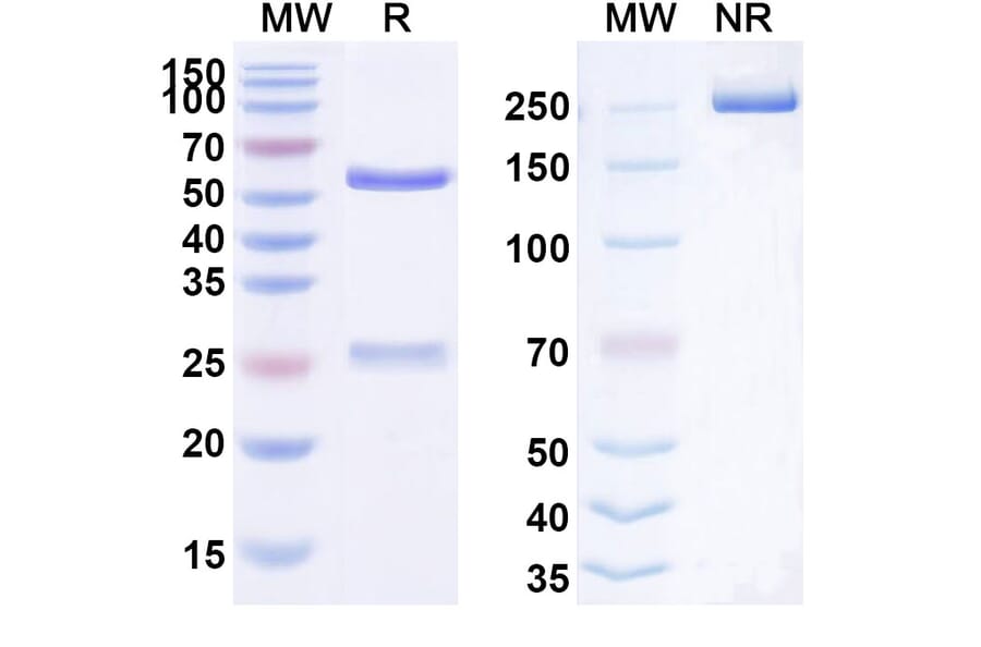 SDS-PAGE - Anti-FLT3 Antibody [IMC-EB1] Biosimilar - BSA and Azide free (A339721) - Antibodies.com