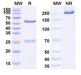 SDS-PAGE - Anti-FLT3 Antibody [Flysyn] Biosimilar - BSA and Azide free (A339722) - Antibodies.com