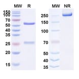 SDS-PAGE - Anti-FLT3 Antibody [4G8SDIEM] Biosimilar - BSA and Azide free (A339723) - Antibodies.com