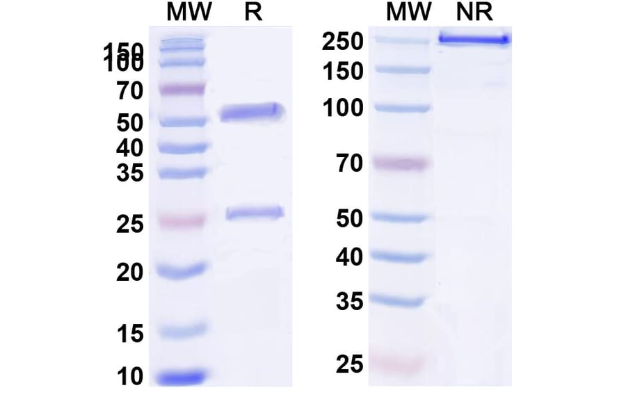 SDS-PAGE - Anti-VEGF Receptor 3 Antibody [LY322856] Biosimilar - BSA and Azide free (A339724) - Antibodies.com
