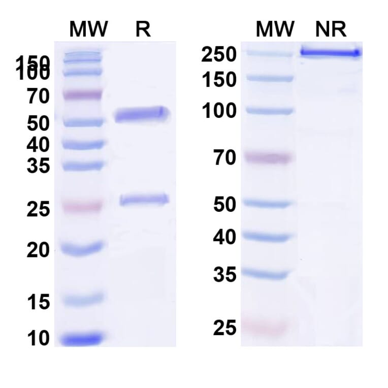SDS-PAGE - Anti-VEGF Receptor 3 Antibody [LY322856] Biosimilar - BSA and Azide free (A339724) - Antibodies.com