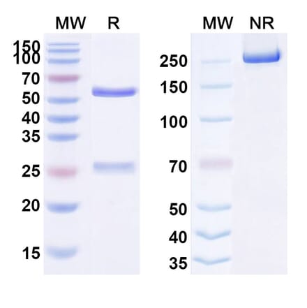 SDS-PAGE - Anti-Galectin 9 Antibody [HFB292] Biosimilar - BSA and Azide free (A339725) - Antibodies.com
