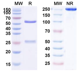 SDS-PAGE - Anti-Galectin 9 Antibody [HFB291] Biosimilar - BSA and Azide free (A339726) - Antibodies.com