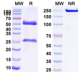 SDS-PAGE - Anti-Galectin 9 Antibody [LYT-2] Biosimilar - BSA and Azide free (A339727) - Antibodies.com