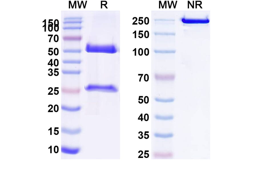 SDS-PAGE - Anti-Galectin 9 Antibody [LYT-2] Biosimilar - BSA and Azide free (A339727) - Antibodies.com