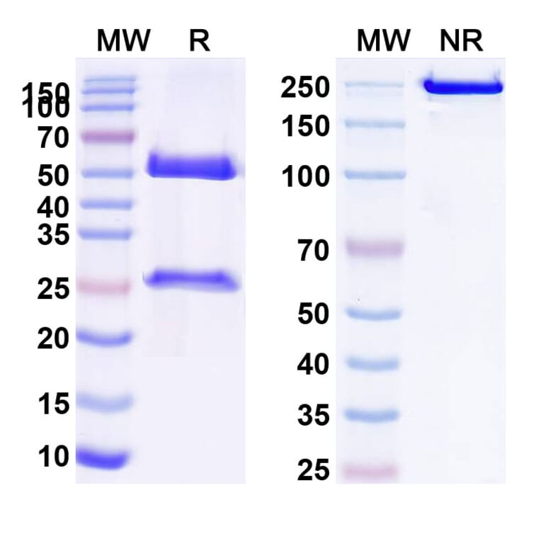 SDS-PAGE - Anti-Galectin 9 Antibody [LYT-2] Biosimilar - BSA and Azide free (A339727) - Antibodies.com
