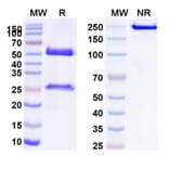 SDS-PAGE - Anti-Galectin 9 Antibody [LYT-2] Biosimilar - BSA and Azide free (A339727) - Antibodies.com