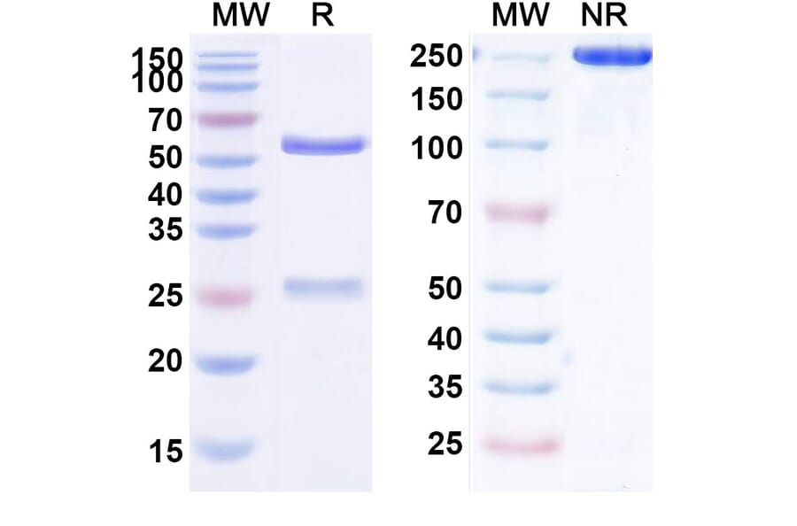 SDS-PAGE - Anti-CD30 Antibody [HRS3] Biosimilar - BSA and Azide free (A339728) - Antibodies.com