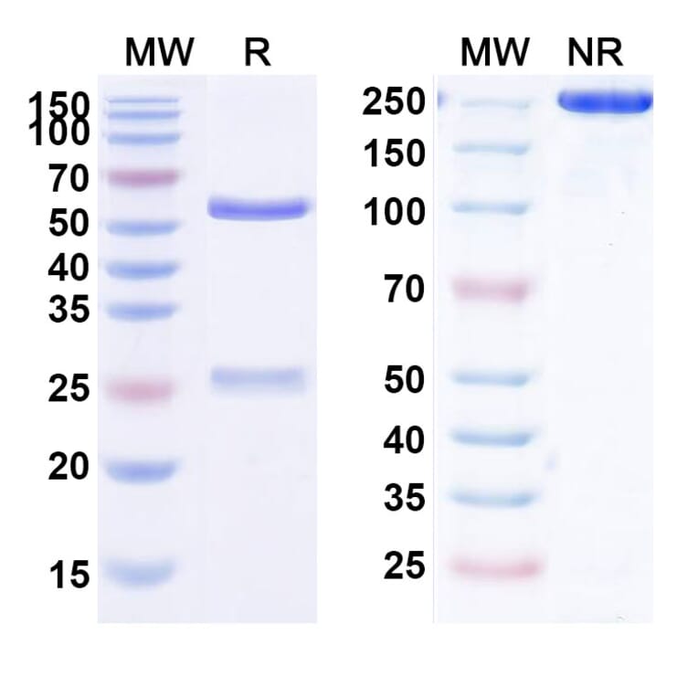 SDS-PAGE - Anti-CD30 Antibody [HRS3] Biosimilar - BSA and Azide free (A339728) - Antibodies.com