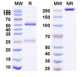SDS-PAGE - Anti-MUC1 Antibody [huDMB5F3] Biosimilar - BSA and Azide free (A339741) - Antibodies.com