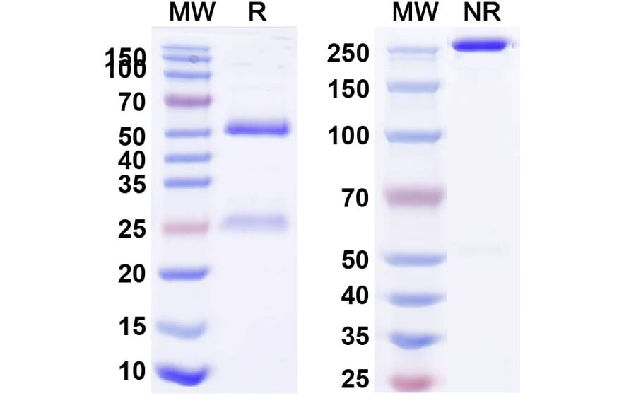 SDS-PAGE - Anti-MUC1 Antibody [huDMB5F3] Biosimilar - BSA and Azide free (A339741) - Antibodies.com