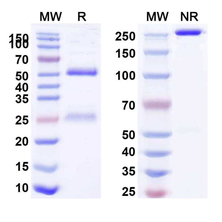 SDS-PAGE - Anti-MUC1 Antibody [huDMB5F3] Biosimilar - BSA and Azide free (A339741) - Antibodies.com