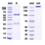 SDS-PAGE - Anti-MUC1 Antibody [huDMB5F3] Biosimilar - BSA and Azide free (A339741) - Antibodies.com