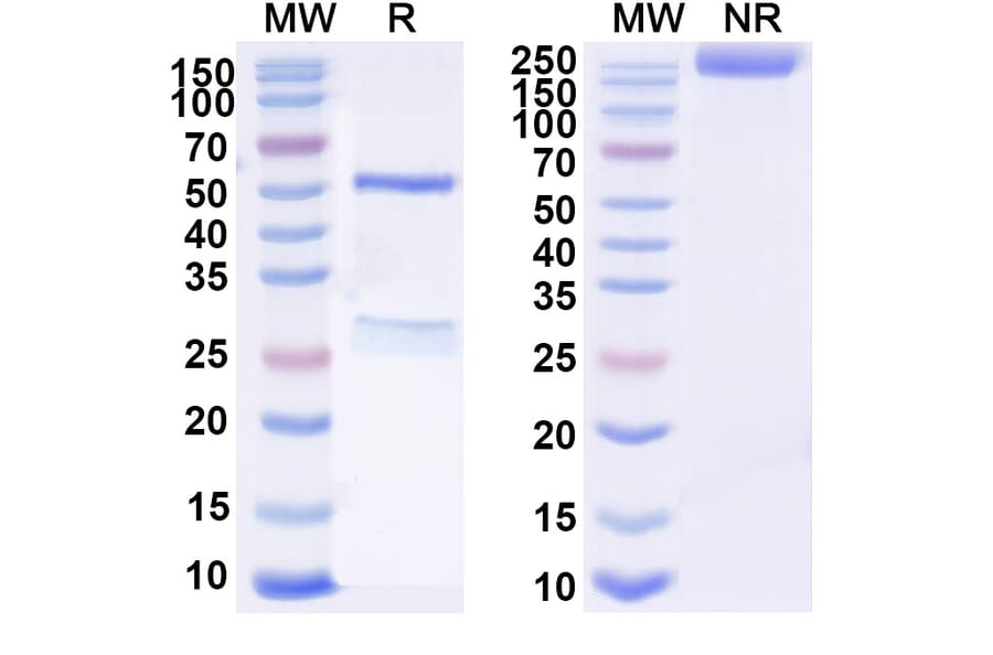 SDS-PAGE - Anti-SARS-CoV-2 Spike Protein RBD Antibody [COV44-62] Biosimilar - BSA and Azide free (A339743) - Antibodies.com