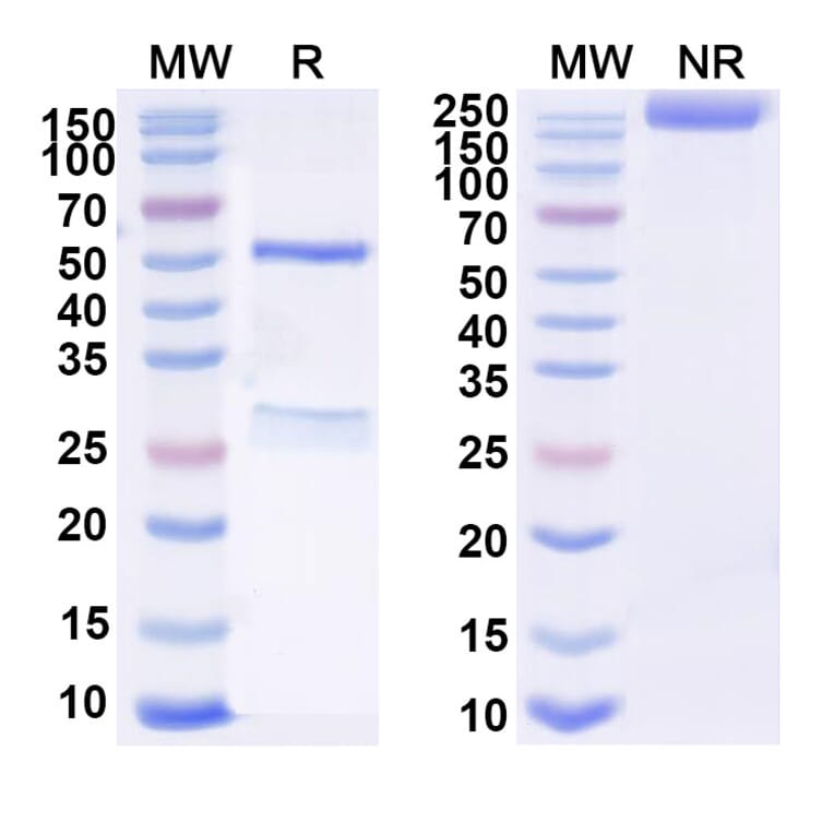 SDS-PAGE - Anti-SARS-CoV-2 Spike Protein RBD Antibody [COV44-62] Biosimilar - BSA and Azide free (A339743) - Antibodies.com