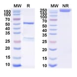 SDS-PAGE - Anti-SARS-CoV-2 Spike Protein RBD Antibody [COV44-62] Biosimilar - BSA and Azide free (A339743) - Antibodies.com