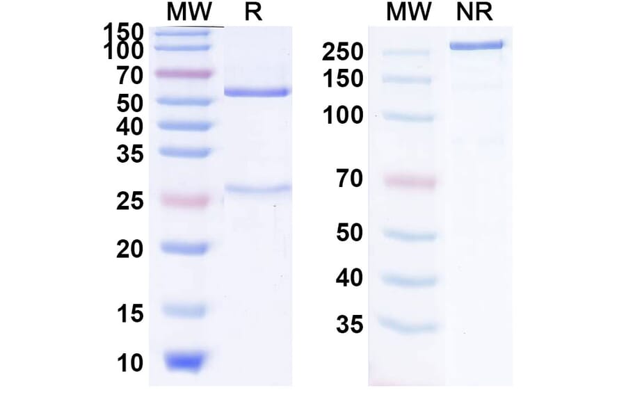 SDS-PAGE - Anti-SARS-CoV-2 Spike Protein RBD Antibody [C1] Biosimilar - BSA and Azide free (A339747) - Antibodies.com