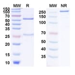 SDS-PAGE - Anti-SARS-CoV-2 Spike Protein RBD Antibody [C1] Biosimilar - BSA and Azide free (A339747) - Antibodies.com