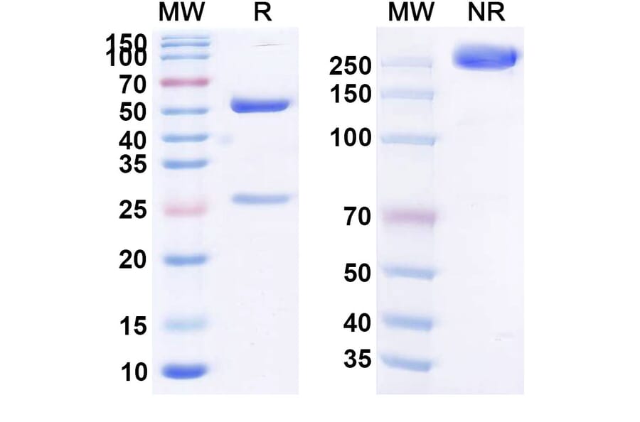 SDS-PAGE - Infliximab Biosimilar - Anti-TNF alpha Antibody - BSA and Azide free (A339749) - Antibodies.com