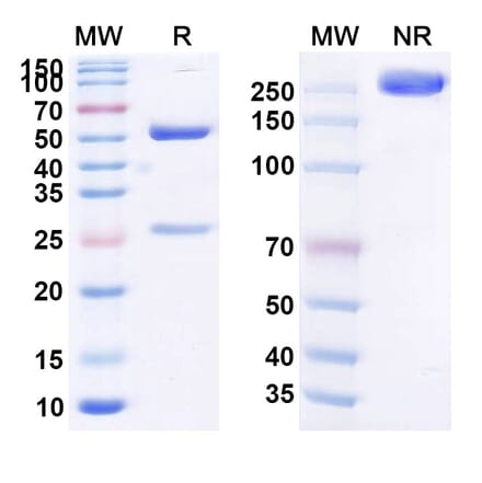 SDS-PAGE - Infliximab Biosimilar - Anti-TNF alpha Antibody - BSA and Azide free (A339749) - Antibodies.com