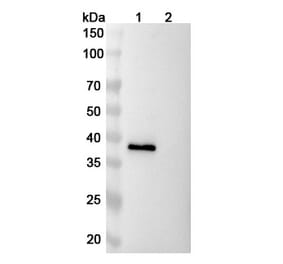 SDS-PAGE - Ranevetmab Biosimilar - Anti-NGF Antibody - BSA and Azide free (A339753) - Antibodies.com